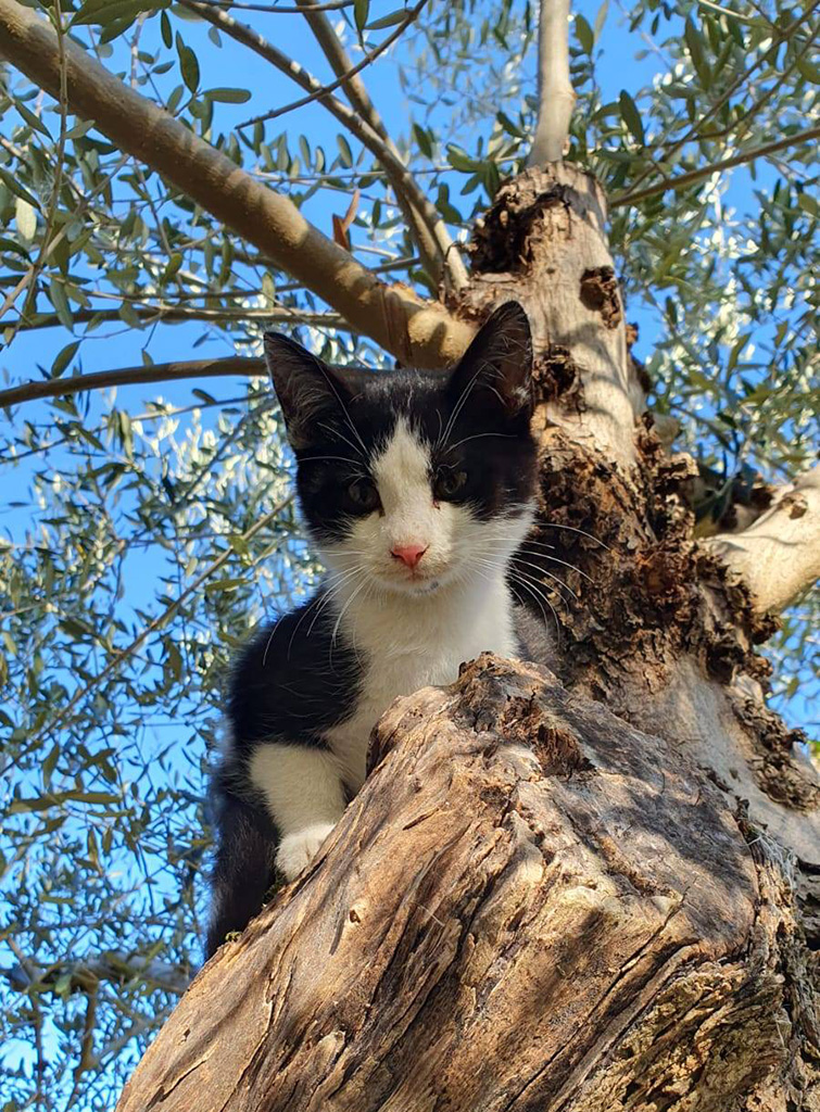 Katze_Baum