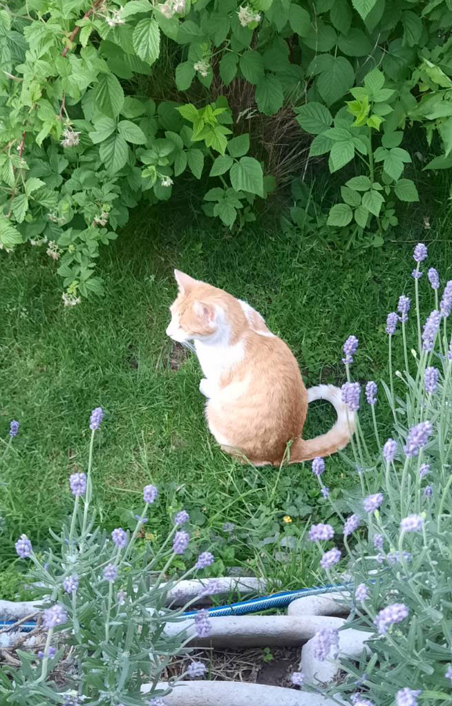 Katze_Garten