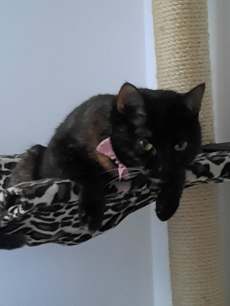 Katze_Kratzbaum